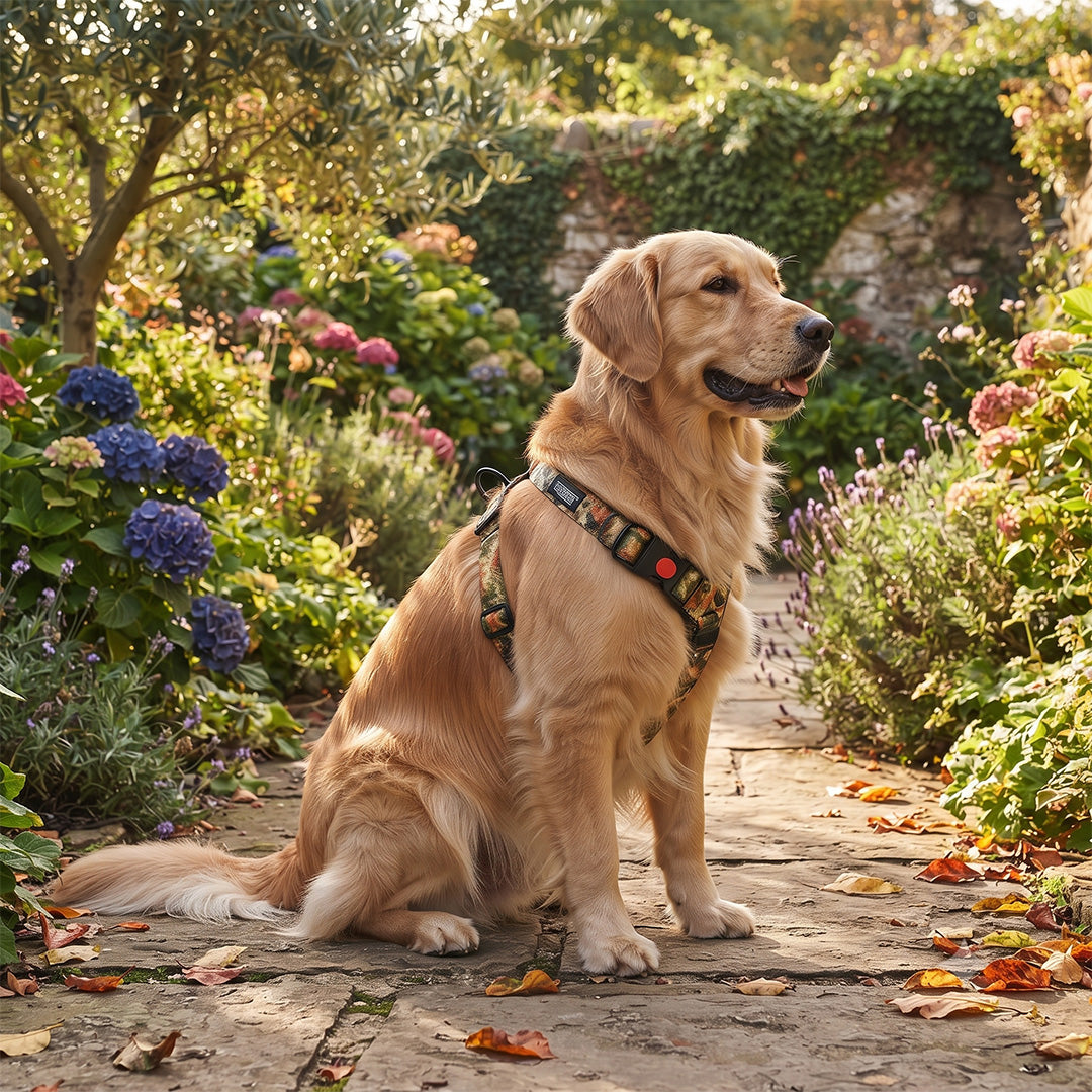 Comfort Explorer Printed Dog Harness with Quick-Release Buckle